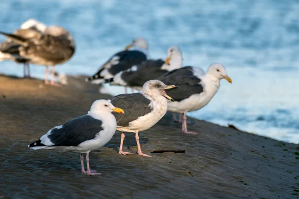 Temporada de outono afeta os comportamentos locais das aves — Fotografia de Stock