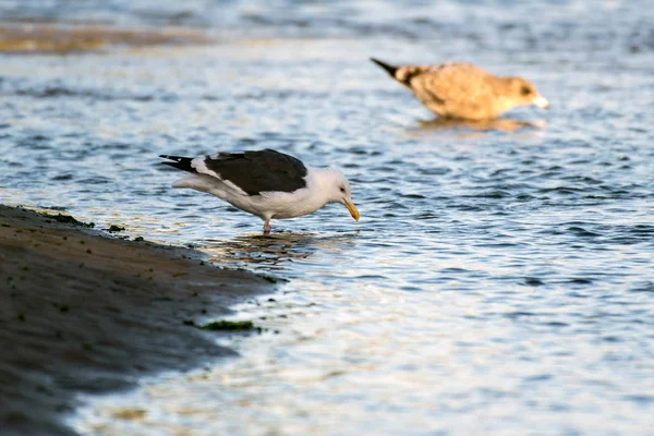 La temporada de otoño afecta los comportamientos locales de las aves — Foto de Stock