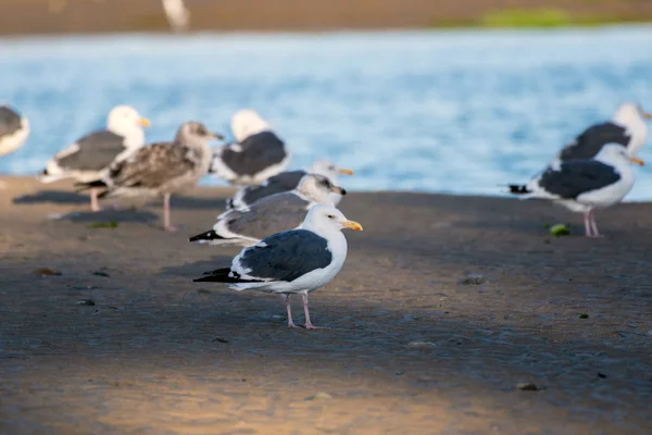 Осенний сезон влияет на поведение местных птиц — стоковое фото