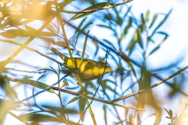 Herbstzeit beeinflusst einheimisches Vogelverhalten — Stockfoto