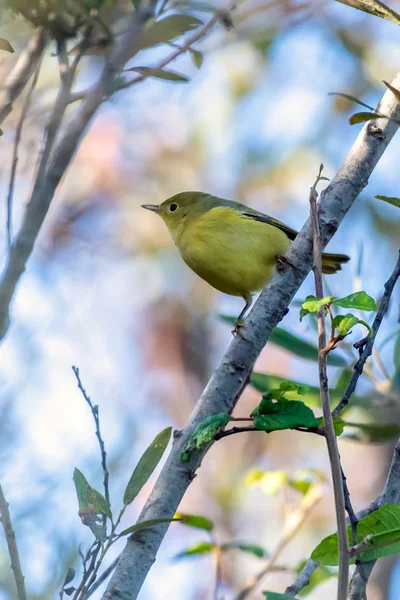 Temporada de outono afeta os comportamentos locais das aves — Fotografia de Stock