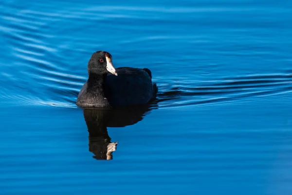 La temporada de otoño afecta los comportamientos locales de las aves — Foto de Stock