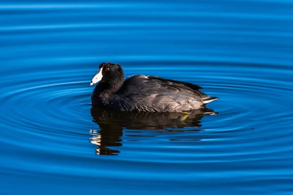 Herfst seizoen beïnvloedt lokaal vogel gedrag — Stockfoto