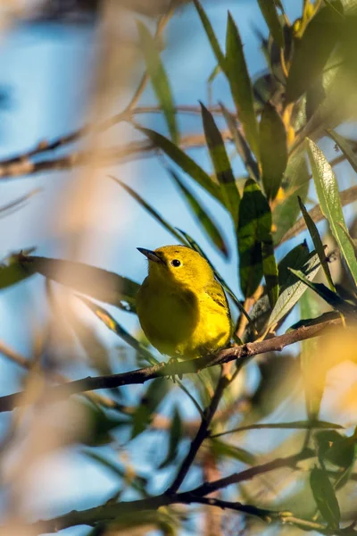 Stagione autunnale fauna selvatica allo stagno — Foto Stock