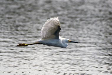 Ventura göletlerinde vahşi yaşam bulundu..