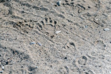 Ventura göletlerinde vahşi yaşam bulundu..