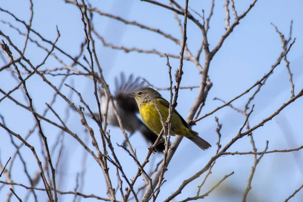 Fauna selvatica trovata intorno agli stagni di Ventura . — Foto Stock