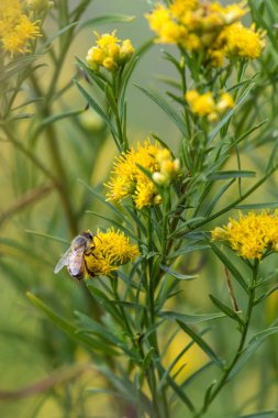 Doğa kendi yolunda polen yayıyor..