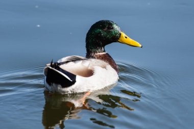 Açık havada vahşi yaşamla karşılaşır..