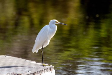 Açık havada vahşi yaşamla karşılaşır..