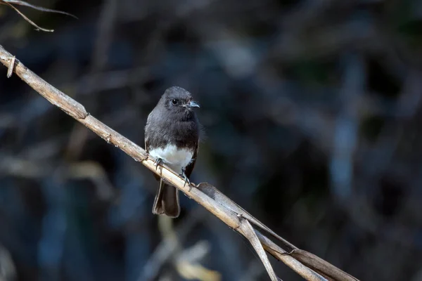 Incontri all'aperto con la fauna selvatica . — Foto Stock