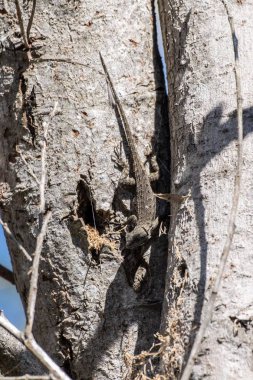 Autumn reptile in Southern California coast.	