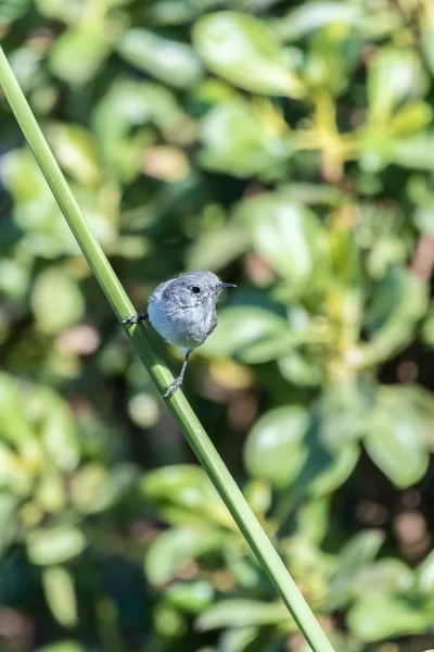 Ranní rutina hledání potravy. — Stock fotografie