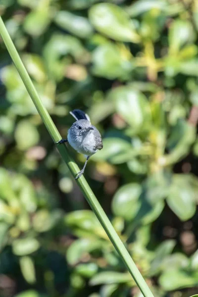 Kleiner Blaugrauer Greifvogel Klammert Sich Fest Stelzenbarsch Und Blickt Mit — Stockfoto