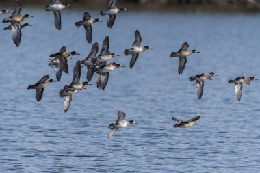 Güneşli bir sabah, haliçlerdeki vahşi yaşam hala aktif..
