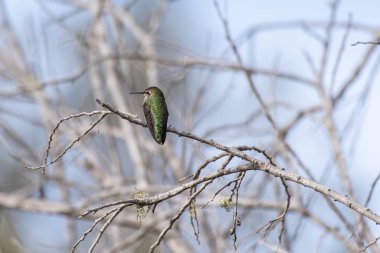 Tüneyen Kuşlar Sabah Rutinini Korurlar.