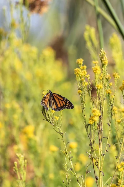 Insectes de l'estuaire maintenant la routine matinale . — Photo