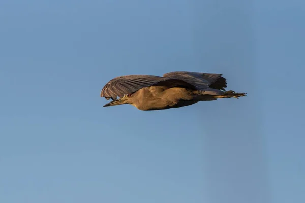 直行便に乗る大型鳥. — ストック写真