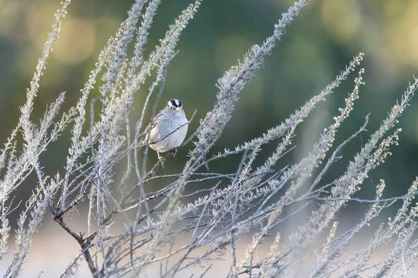 Aves de Ojai que sobrevivem diariamente . — Fotografia de Stock