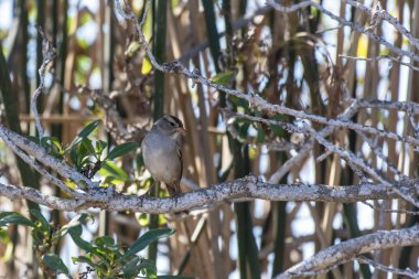 Sıcak ve güneşli bir günde Lagün yaban hayatı.