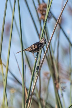 Sıcak ve güneşli bir günde Lagün yaban hayatı.
