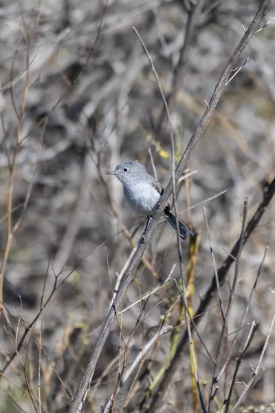Adorable Blue Gray Gnatcatcher Reaches Far Tiny Body Allow While — Stockfoto