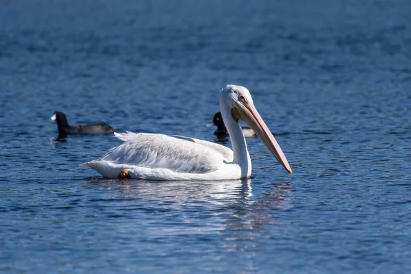 Wildtiere in der Lagune an einem heißen und sonnigen Tag. — Stockfoto