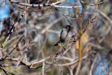 Uyarı duruşu, hayatta kalma şansını arttırır.