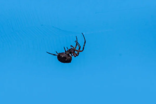 Postura de alerta aumenta as chances de sobrevivência . — Fotografia de Stock