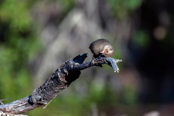 Slunce se odráží od rozkošného ptačího oka. — Stock fotografie