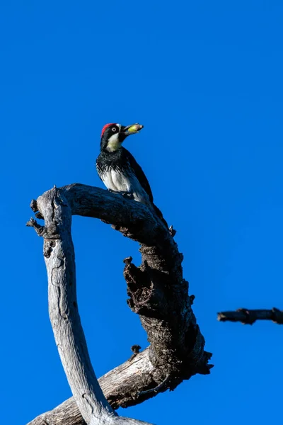 橡果啄木鸟栖息在最高的树干上 面对着青秋的天空 寻找扭曲的枝干上的潜在危险 — 图库照片