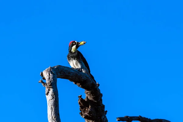 Acorn Woodpeck Σκαρφαλωμένο Στο Υψηλότερο Κορμό Δέντρο Ενάντια Μπλε Φθινόπωρο — Φωτογραφία Αρχείου