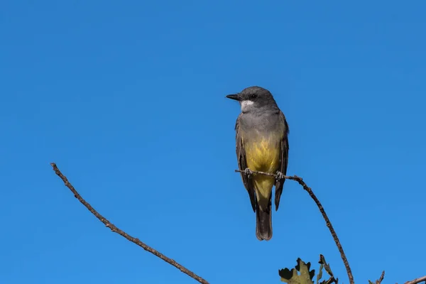 Autumn bird comfortable on highest perch in forrest. — Stock Photo, Image