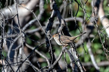 Genç kuş hayatta kalma numaralarını öğreniyor..