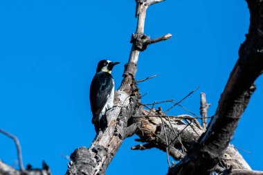 Vahşi yaşam ormanın içine giriyor..
