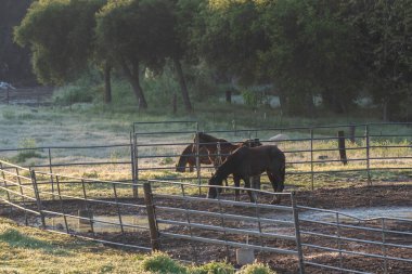 Çiftlik ağılının önünde duran erkek at arka planda otlak bitkisi ve çit çiti görünür durumda..