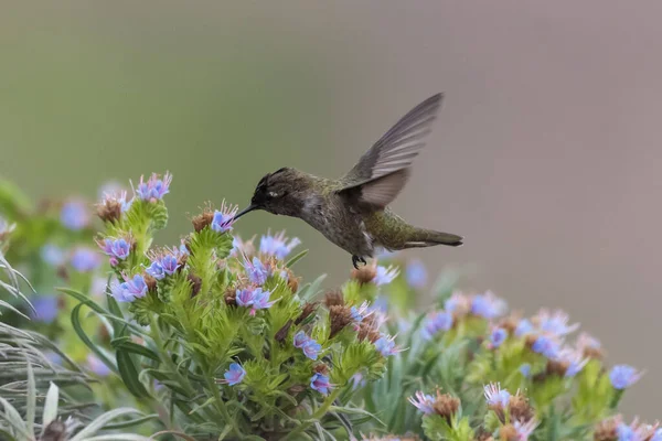 Förtjusande Annas Kolibri Svävar Över Vildblomma Buske Med Vingar Roterade — Stockfoto