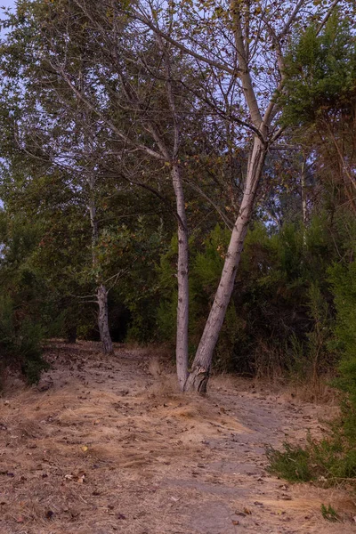 Trilha Caminhadas Leva Passado Folhas Caídas Sob Ramos Das Árvores — Fotografia de Stock