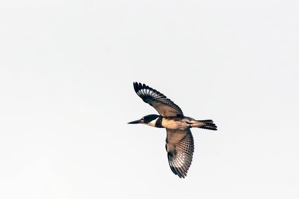 ベルト付きキングフィッシャーは 以下の食べ物を探している間に翼を広げて滑空で飛ぶ — ストック写真