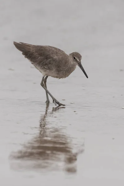 Instintos Assumem Controle Aves Marinhas Willet Procurando Areia Molhada Por — Fotografia de Stock