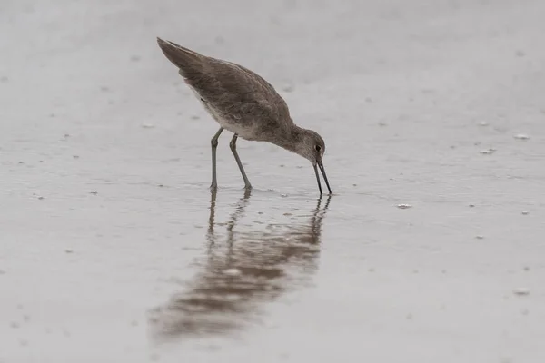 Instinkty Zmocní Mořského Ptáka Willeta Zobákem Vnořeným Mokrého Písku Naději — Stock fotografie
