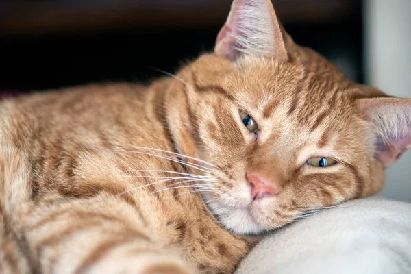 Oranžová Pruhované Tabby Kočka Ospalé Oči Zatímco Odpočívá Unavená Hlava — Stock fotografie