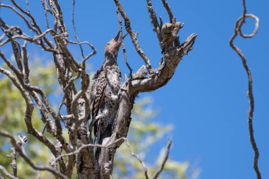 Norther Titrek ağaçkakan, ölü ağaçların tepesine tünemiş ve tüm dünyanın duyması için haykırıyor..
