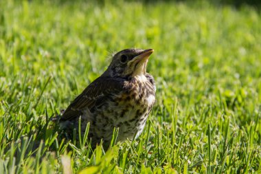 Civciv yeşil çimlerde oturur