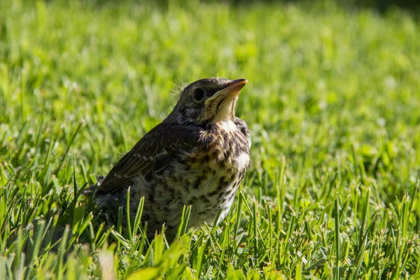 Poussin Assis Sur Une Pelouse Verte — Photo