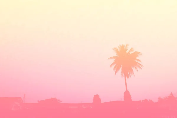 Vackra Palm Tree Pastell Tonen Natur Kopia Utrymme Sommaren Minimal — Stockfoto