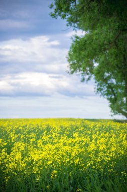   Yazın mavi gökyüzünde kolza tohumu tarlası