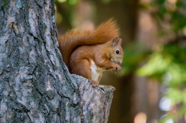 Ağaçtaki sincap fındık yer.