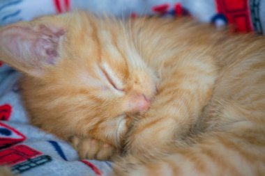 Tatlı uyuyan kızıl kedicik.