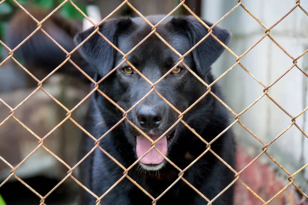 Cão Preto Atrás Cerca — Fotografia de Stock